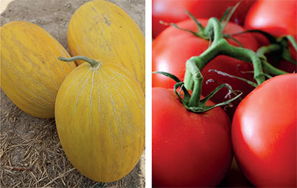tomatoes-064.jpg