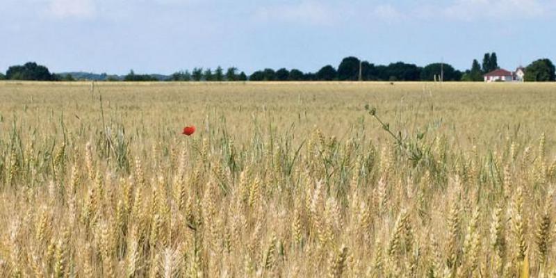 Growth: Conditional recovery