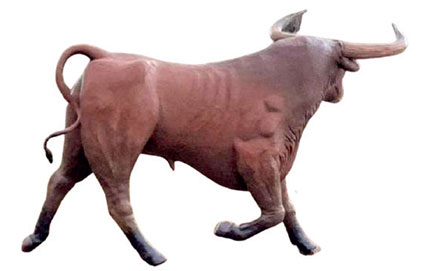 toro-031.jpg